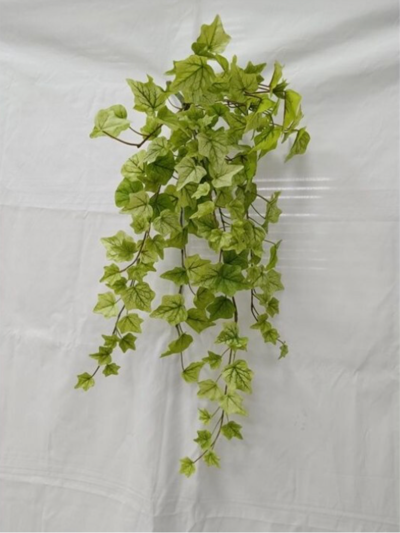 28" Lemon Lime English Ivy Hanging Bush