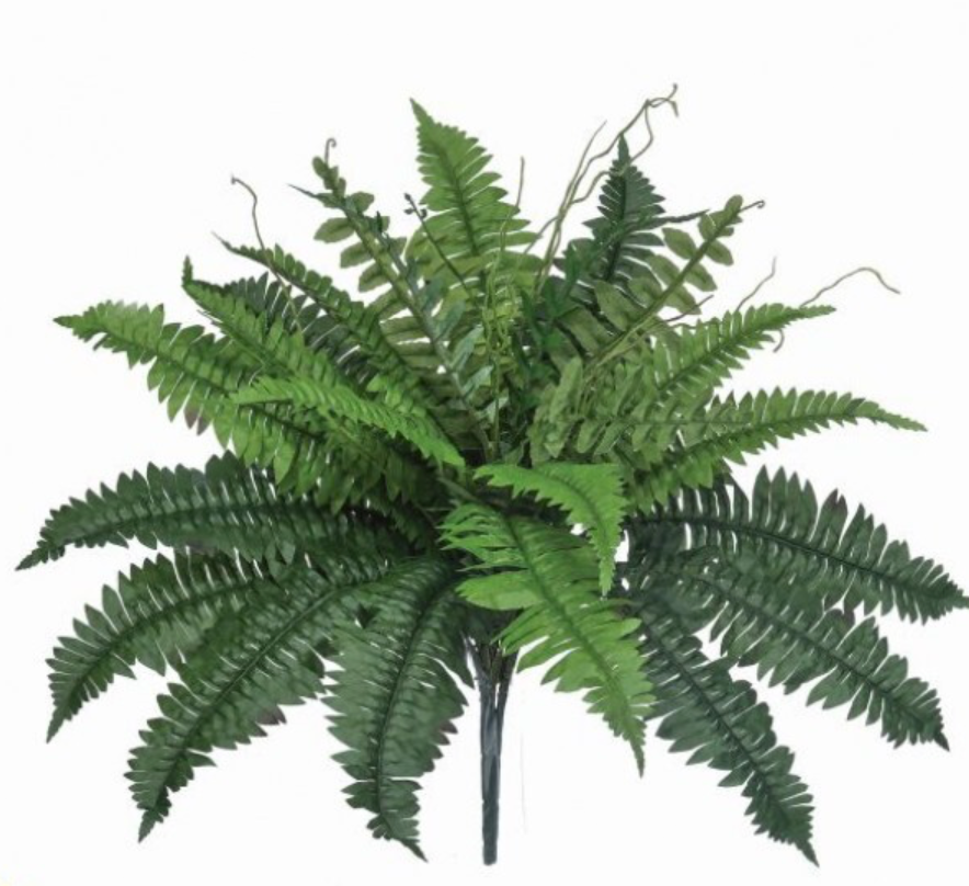 22” UV Estate Boston Fern