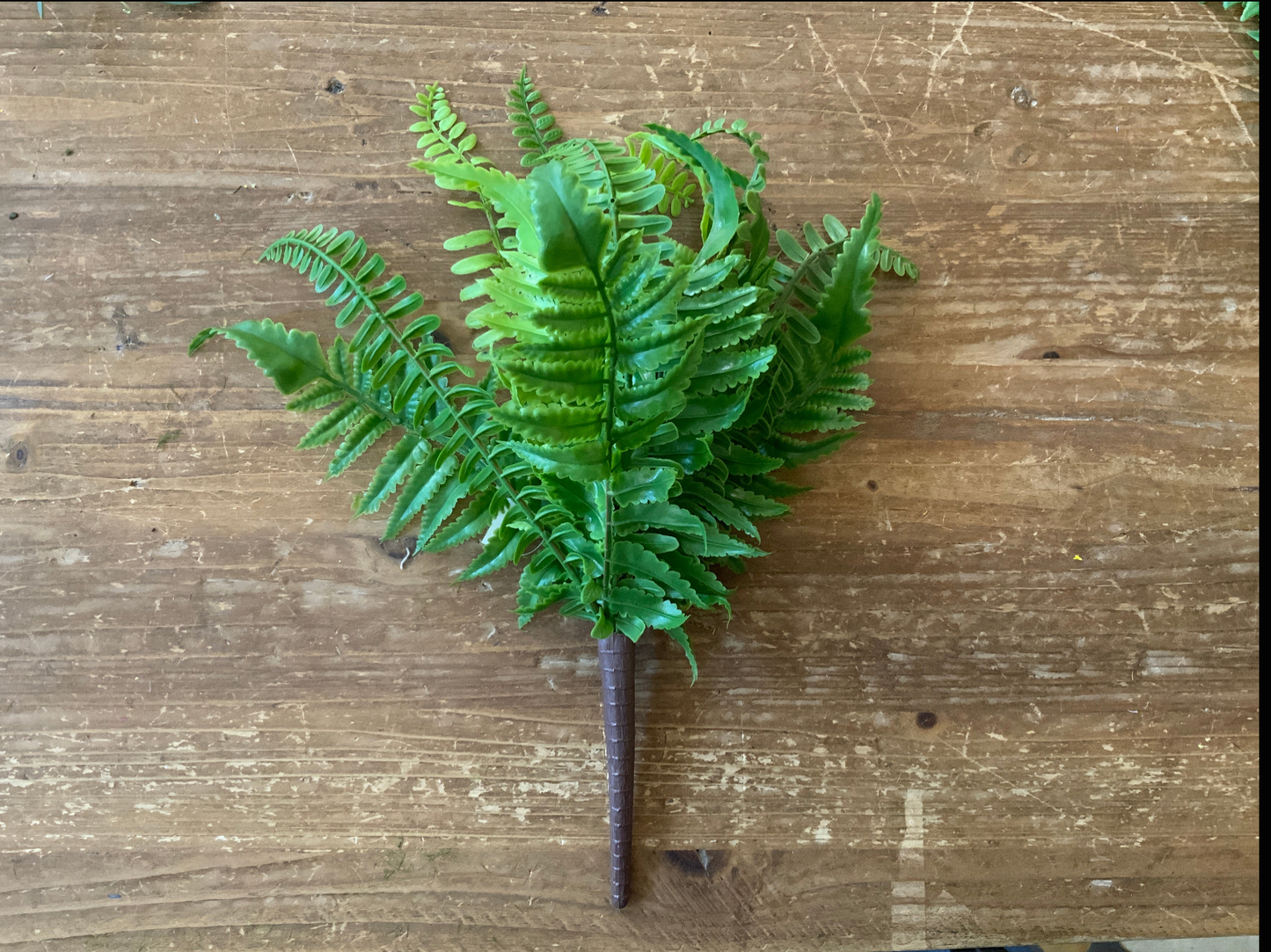 12" Small Touch Fern