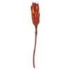 8-12" Red (Natural) Repens - Natural Stem