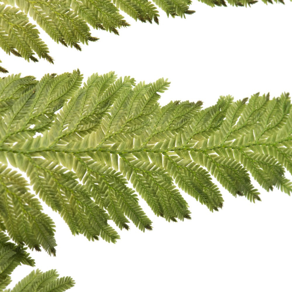 8-12" Oasis Green Plumaria Fern Stems, 6 per pack, Preserved