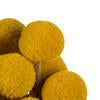 16-18" Yellow Billy Buttons. 25-30 stem bundle, dried