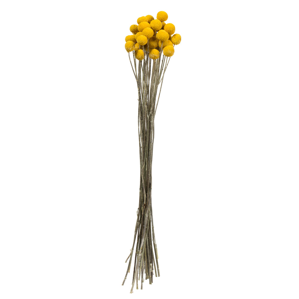 16-18" Yellow Billy Buttons. 25-30 stem bundle, dried