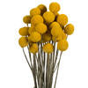 16-18" Yellow Billy Buttons. 25-30 stem bundle, dried