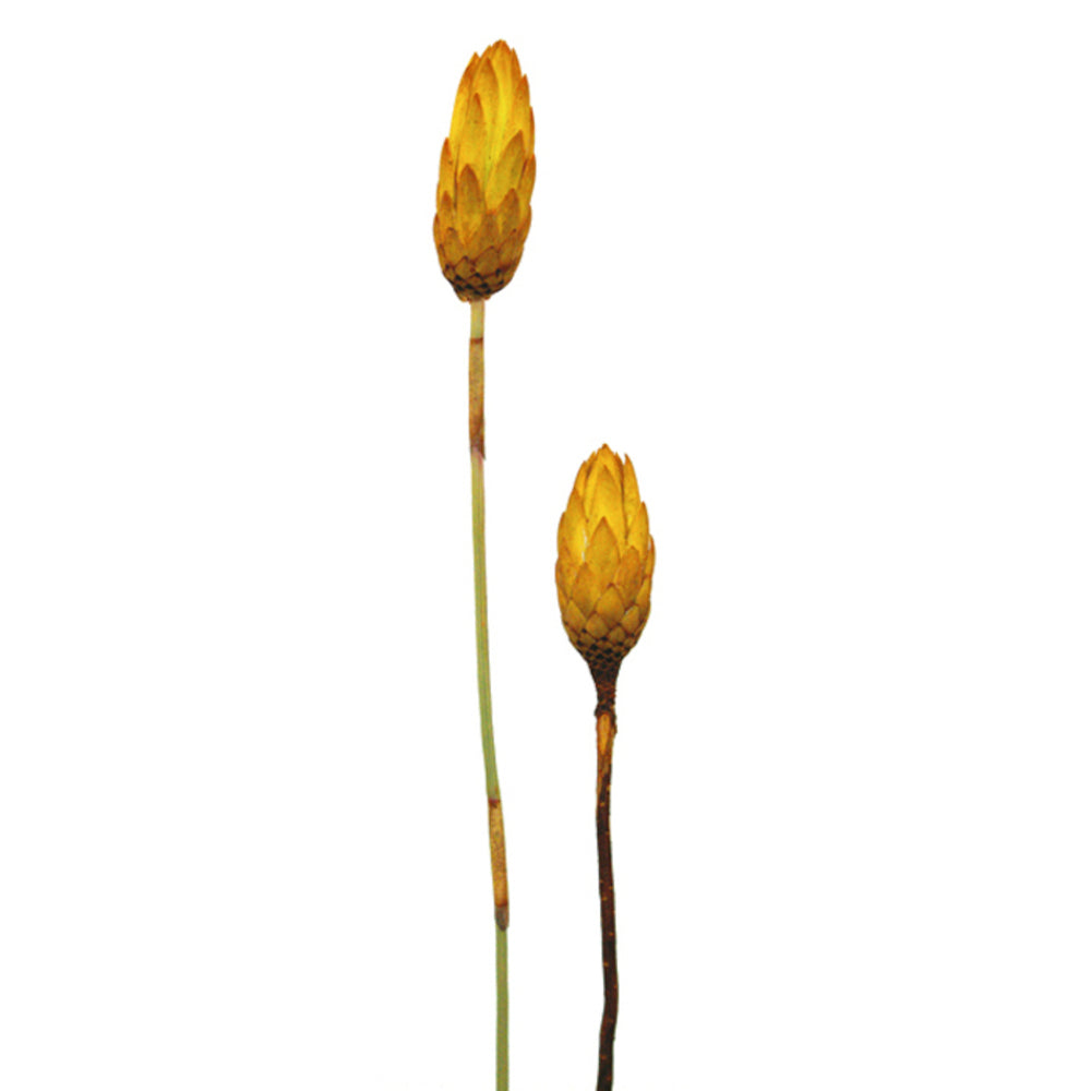 8-12" Lemon Yellow Repens - Natural Stem