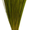 35-40" Basil Bright Grass, 8 oz Bundle, Dried