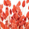 26" Dried Pink Phalaris Bunch, 7 oz.