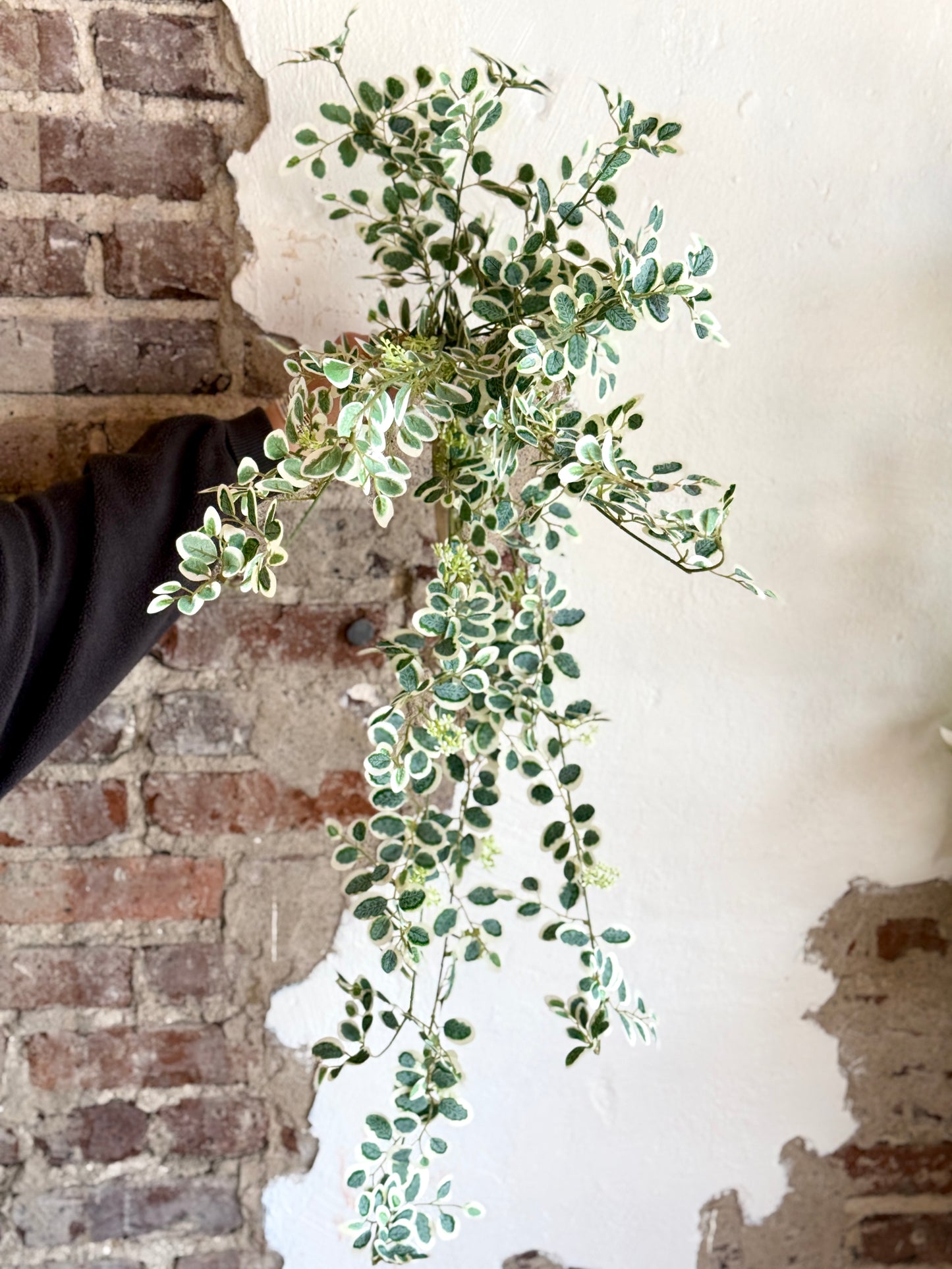 35" HANGING VARIEGATED BUTTON LEAF BUSH