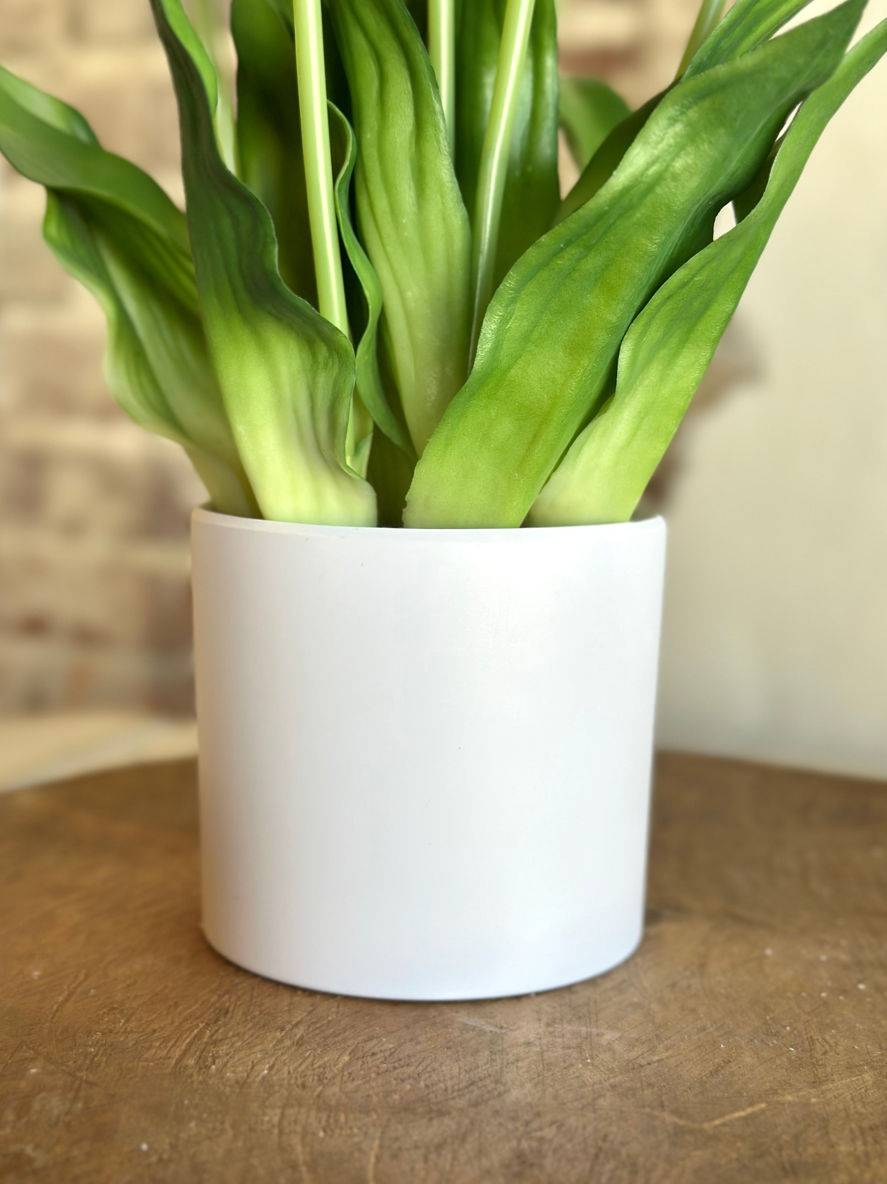 Yellow Potted Tulips