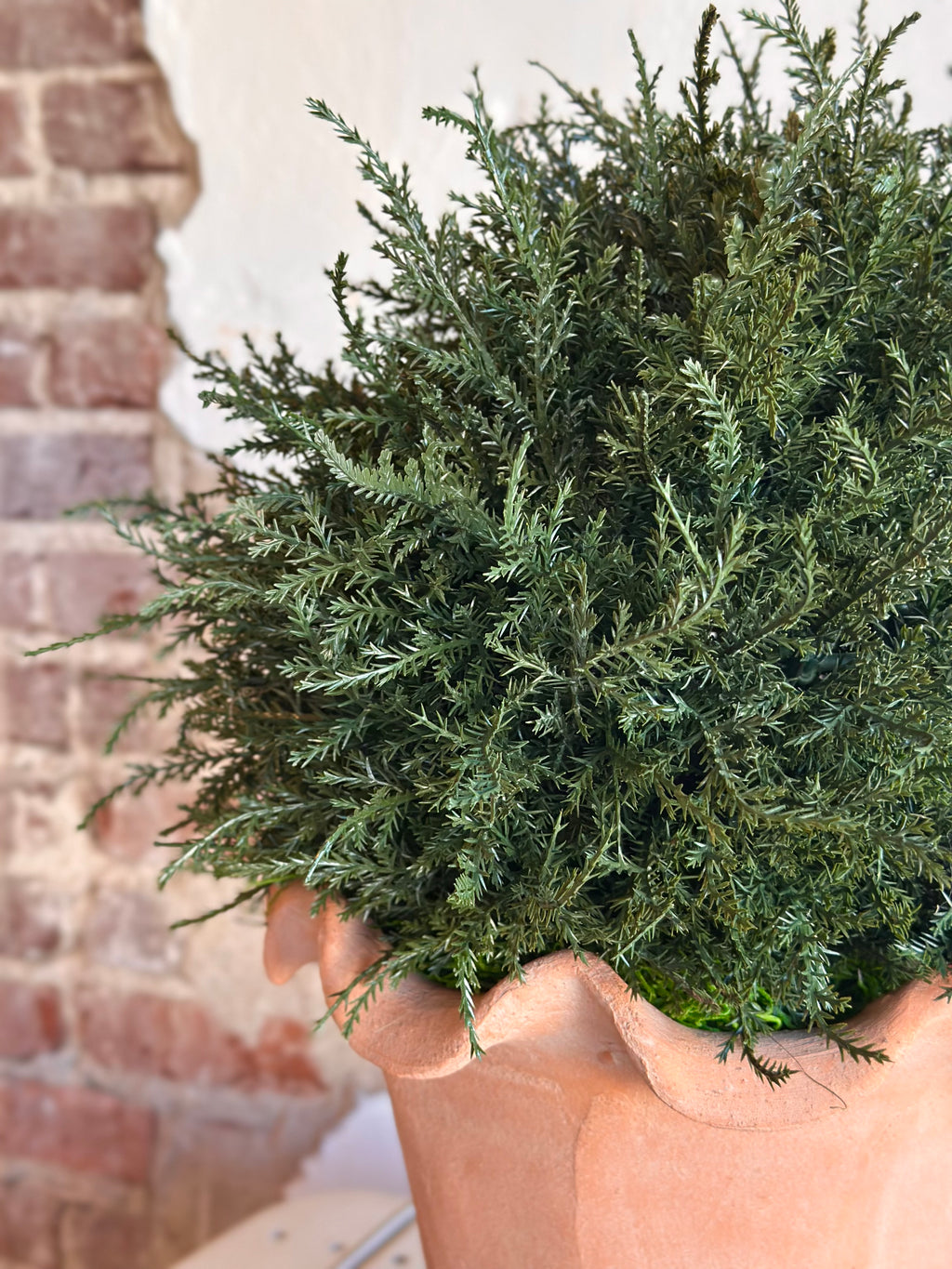 Botanical Colletion- Evergreen in Terracotta