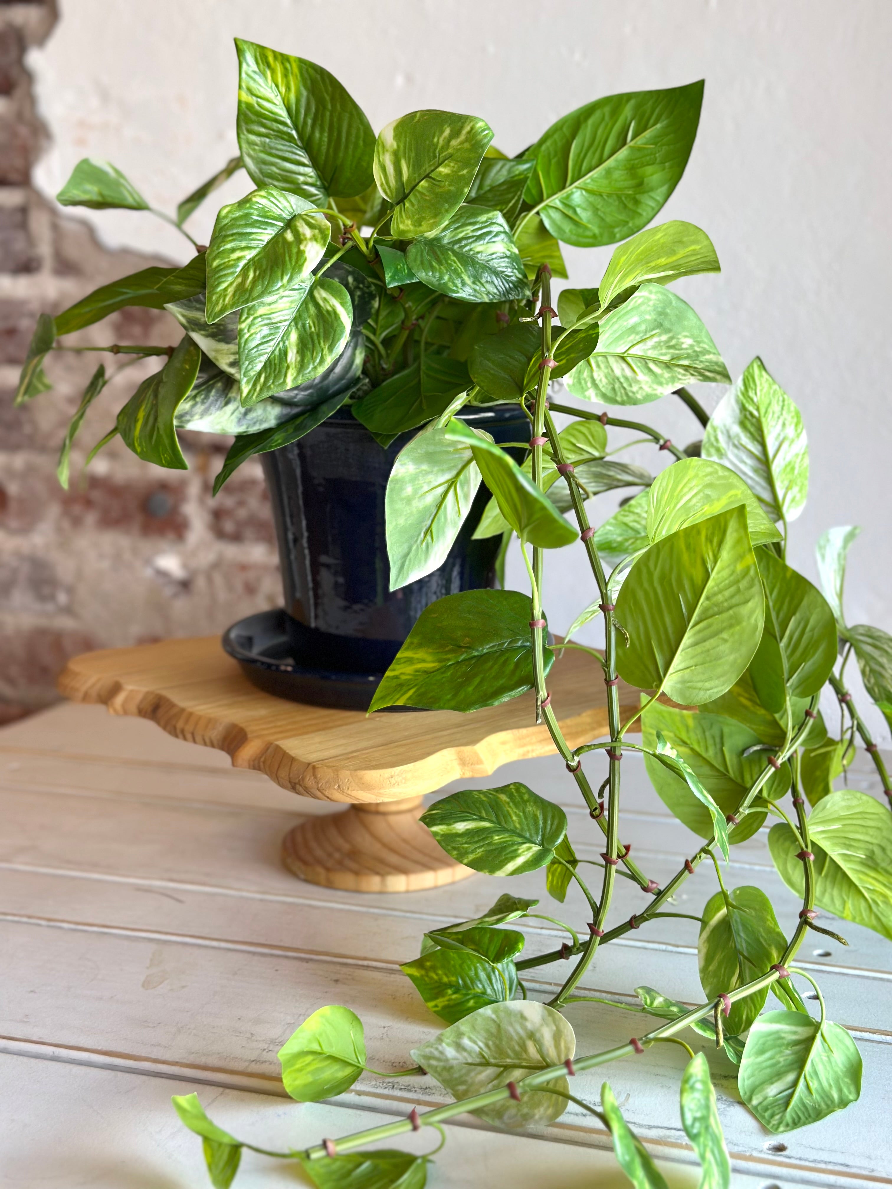 Pothos in Navy Ceramic Planter