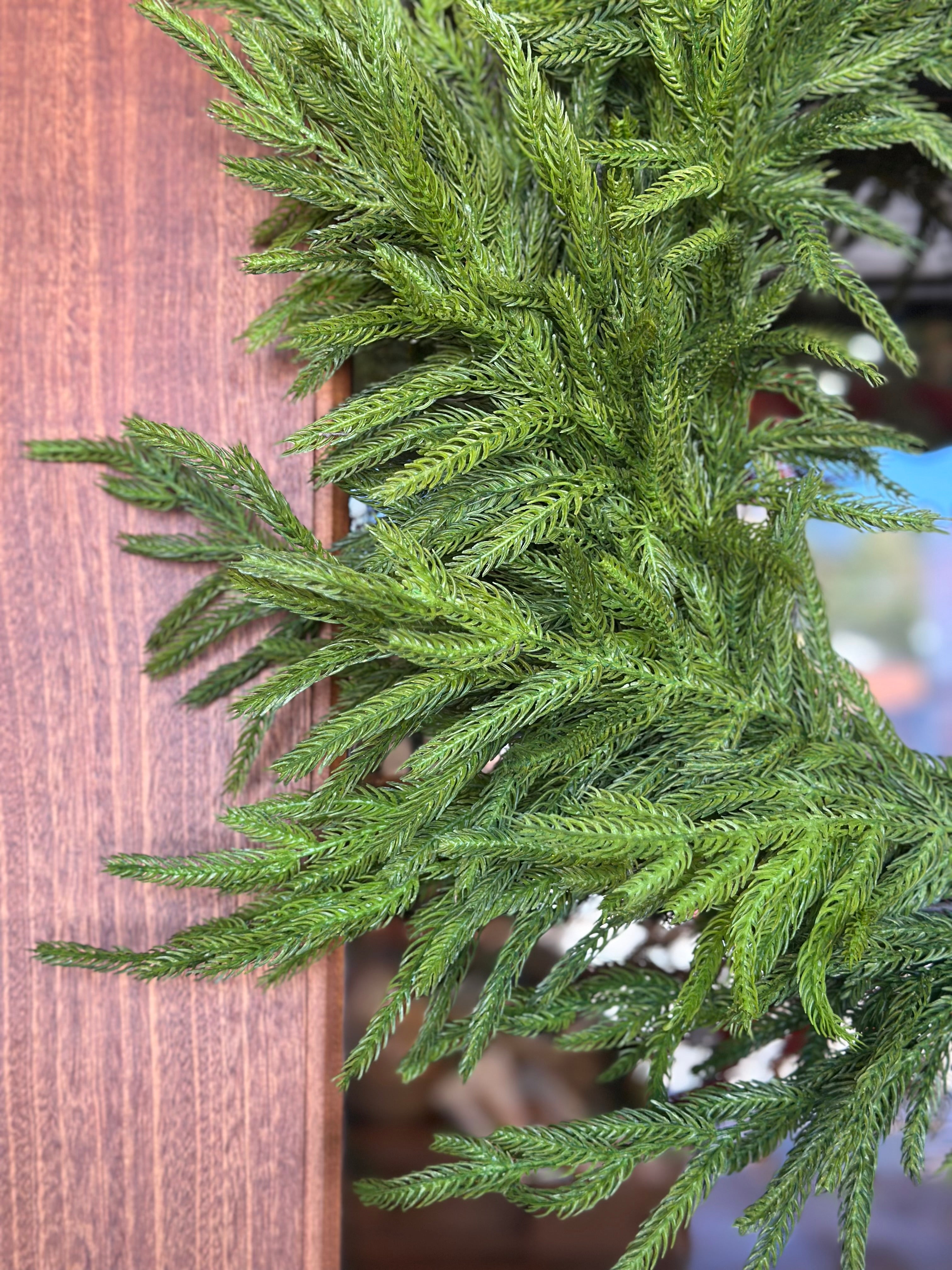24" JUST CUT NORFOLK PINE WREATH