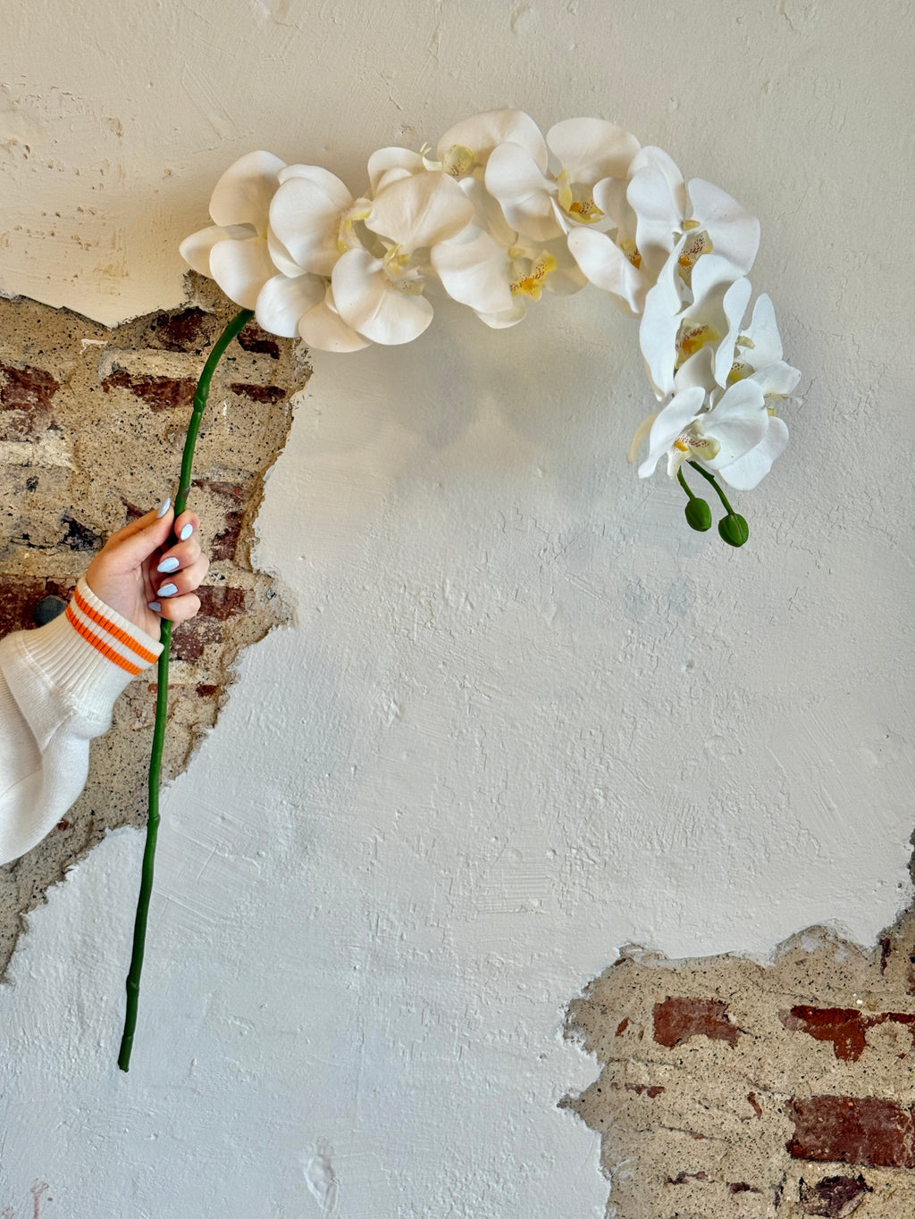 PHALAENOPSIS ORCHID 41"; 4" BLOOMS- CREAM