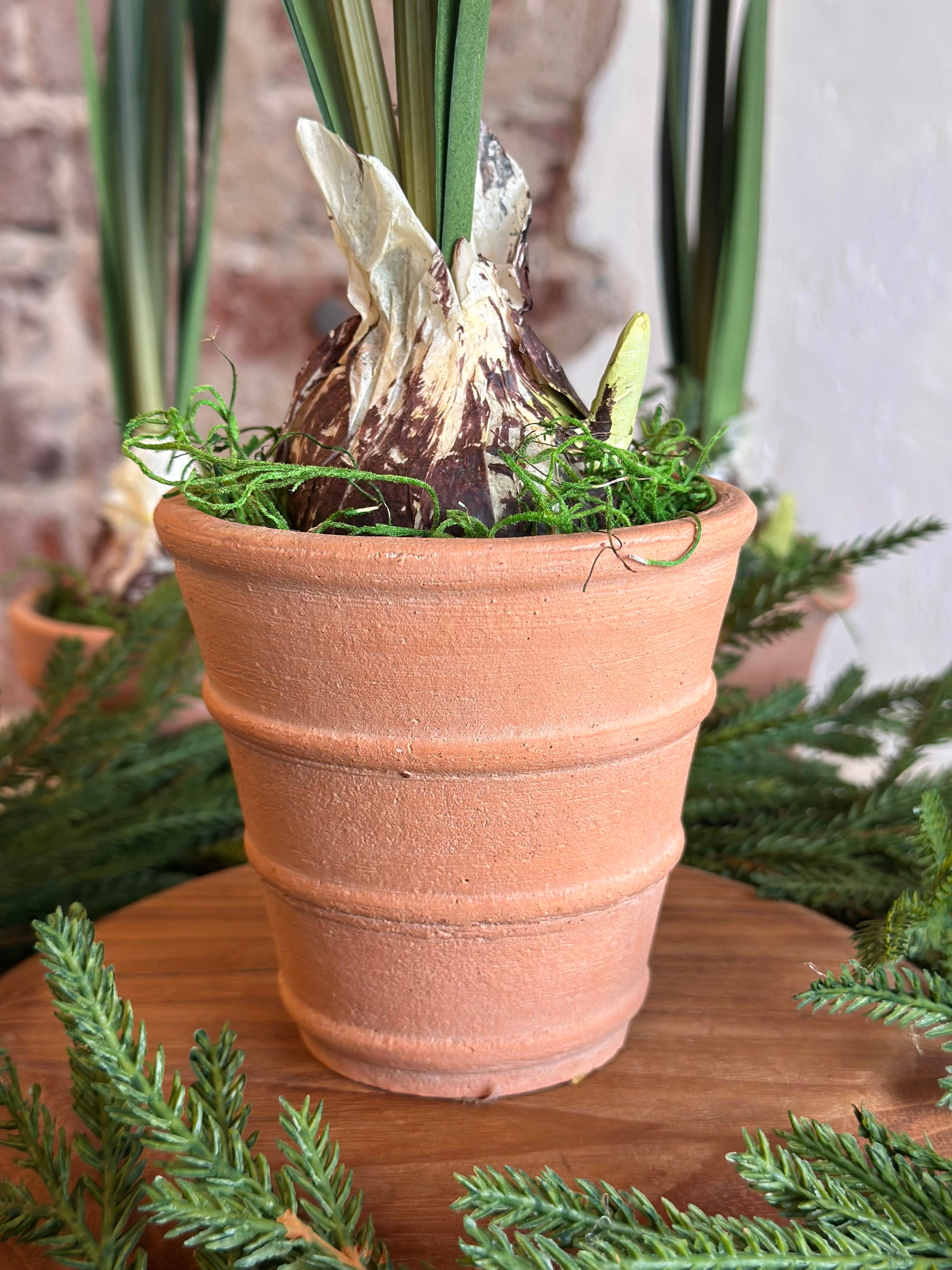 Paperwhite and Bulb Arrangement Terracotta Pot (POT OPTIONS)
