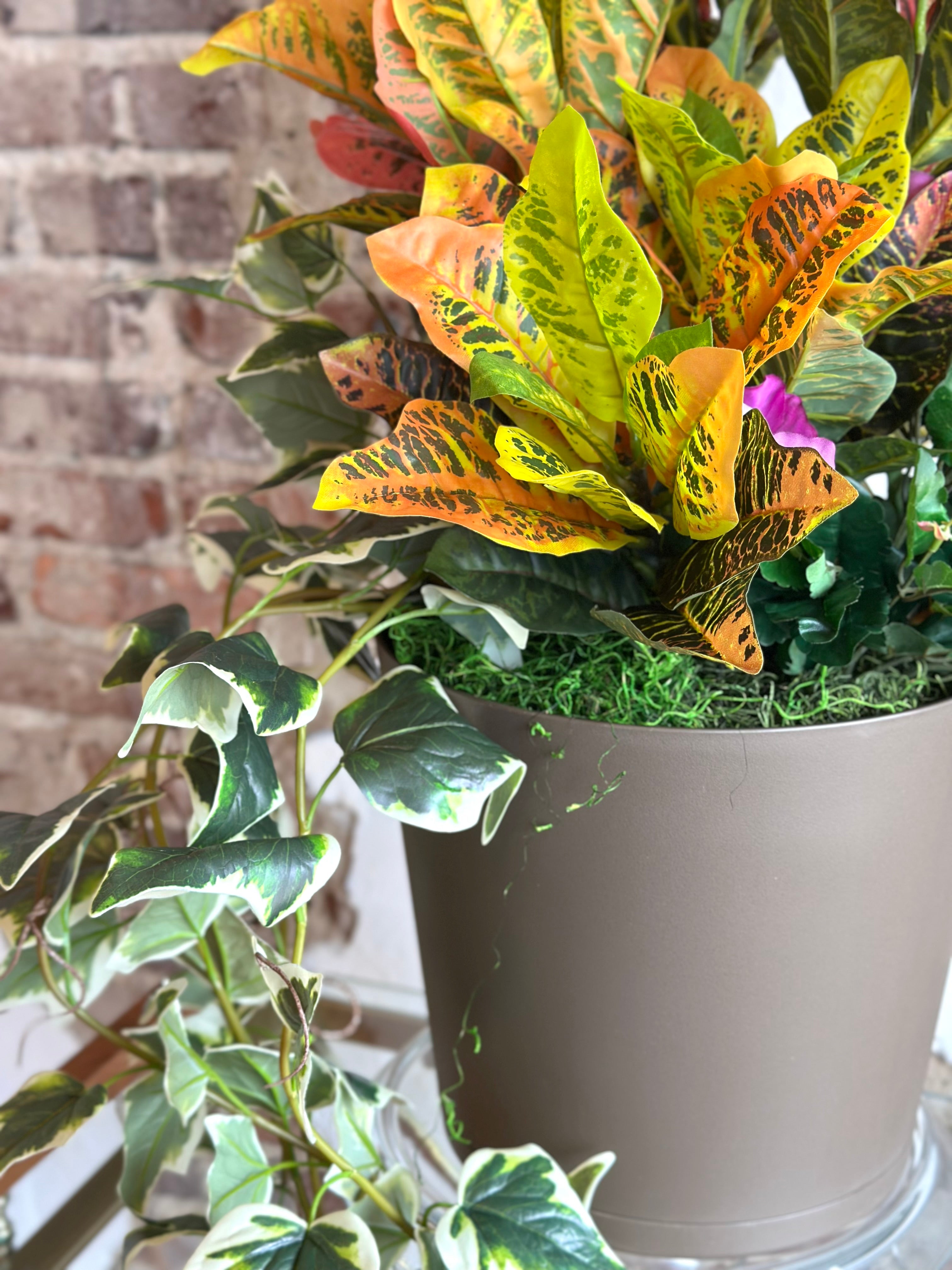 Croton Arrangement