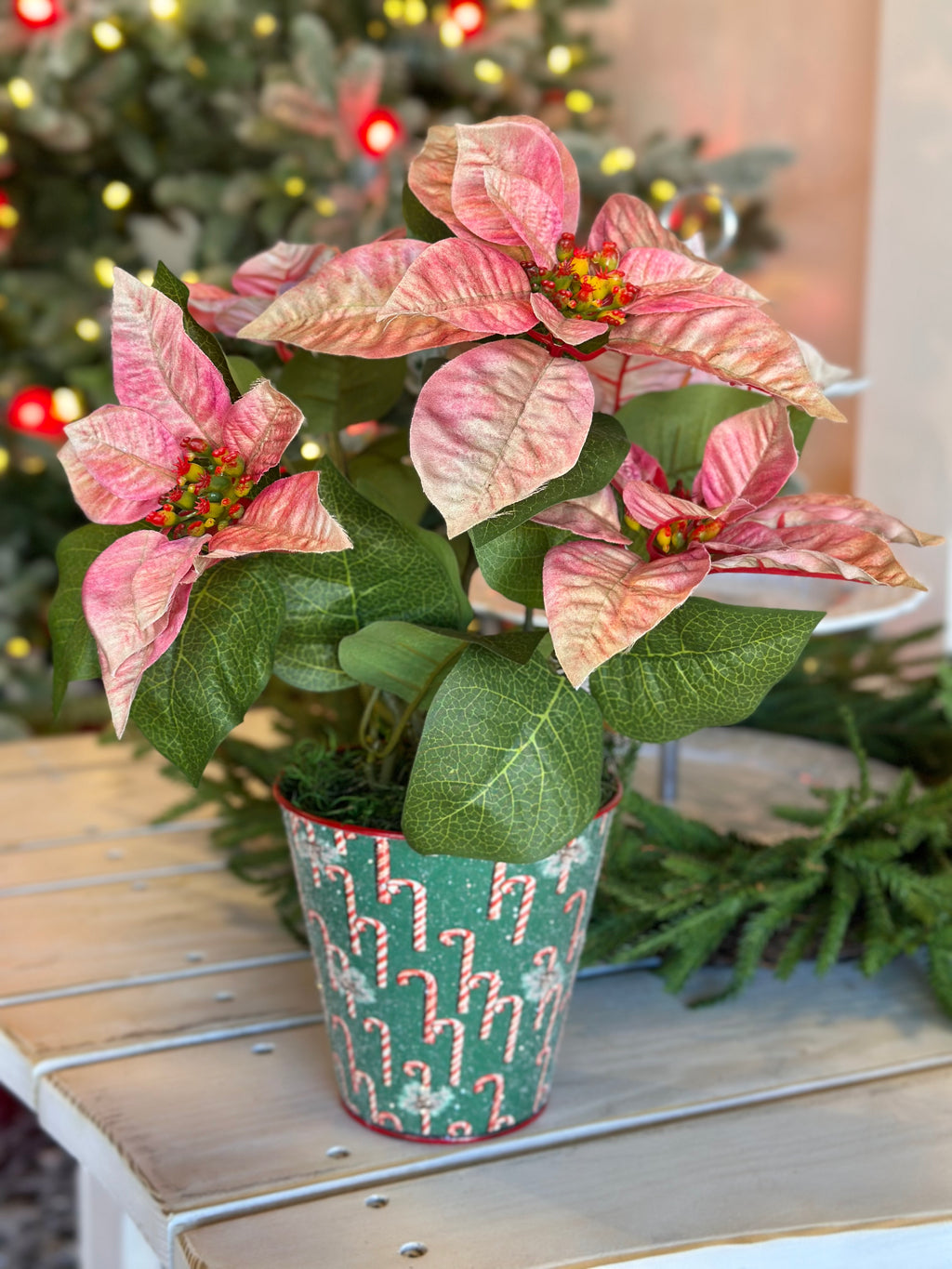 Candy Cane Poinsettia Potted Arrangement