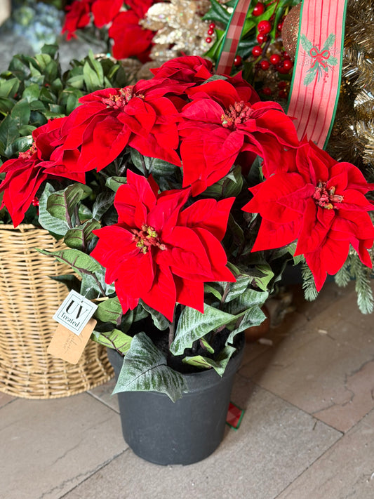 24" UV VELVET POTTED POINSETTIA