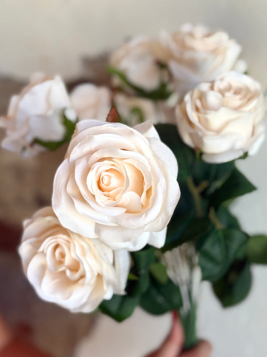 18" BRIDAL ROSE BUSH X9,; 3" BLOOMS, CANDLELIGHT