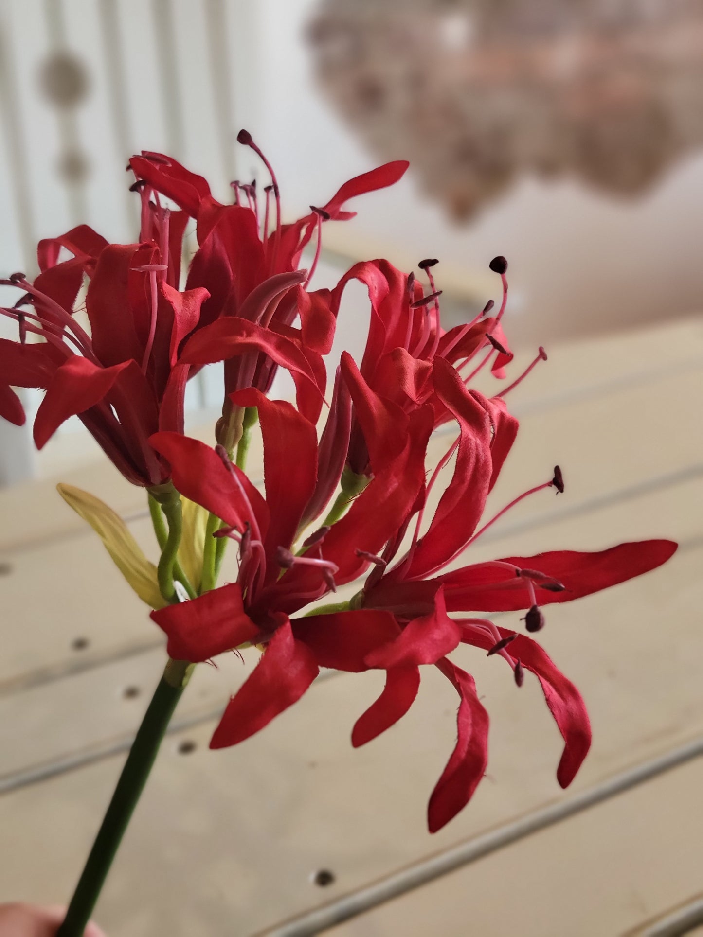 Red Nerine Flower
