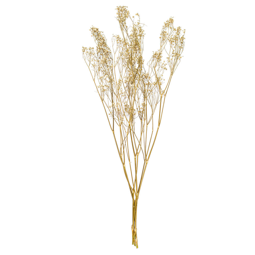 24” Natural White Dried Gypsophila
