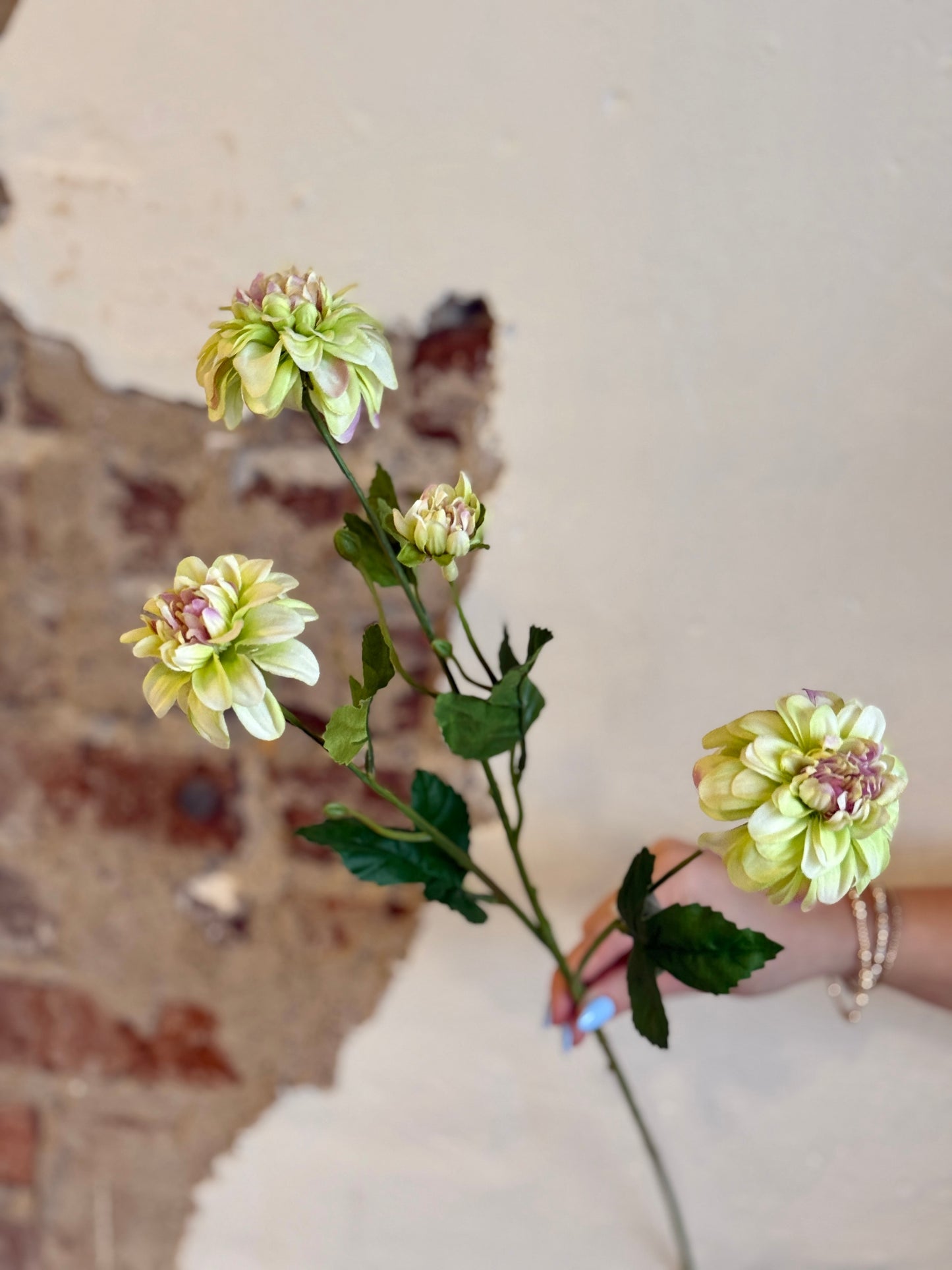 MINI DAHLIA 25" PALE GREEN