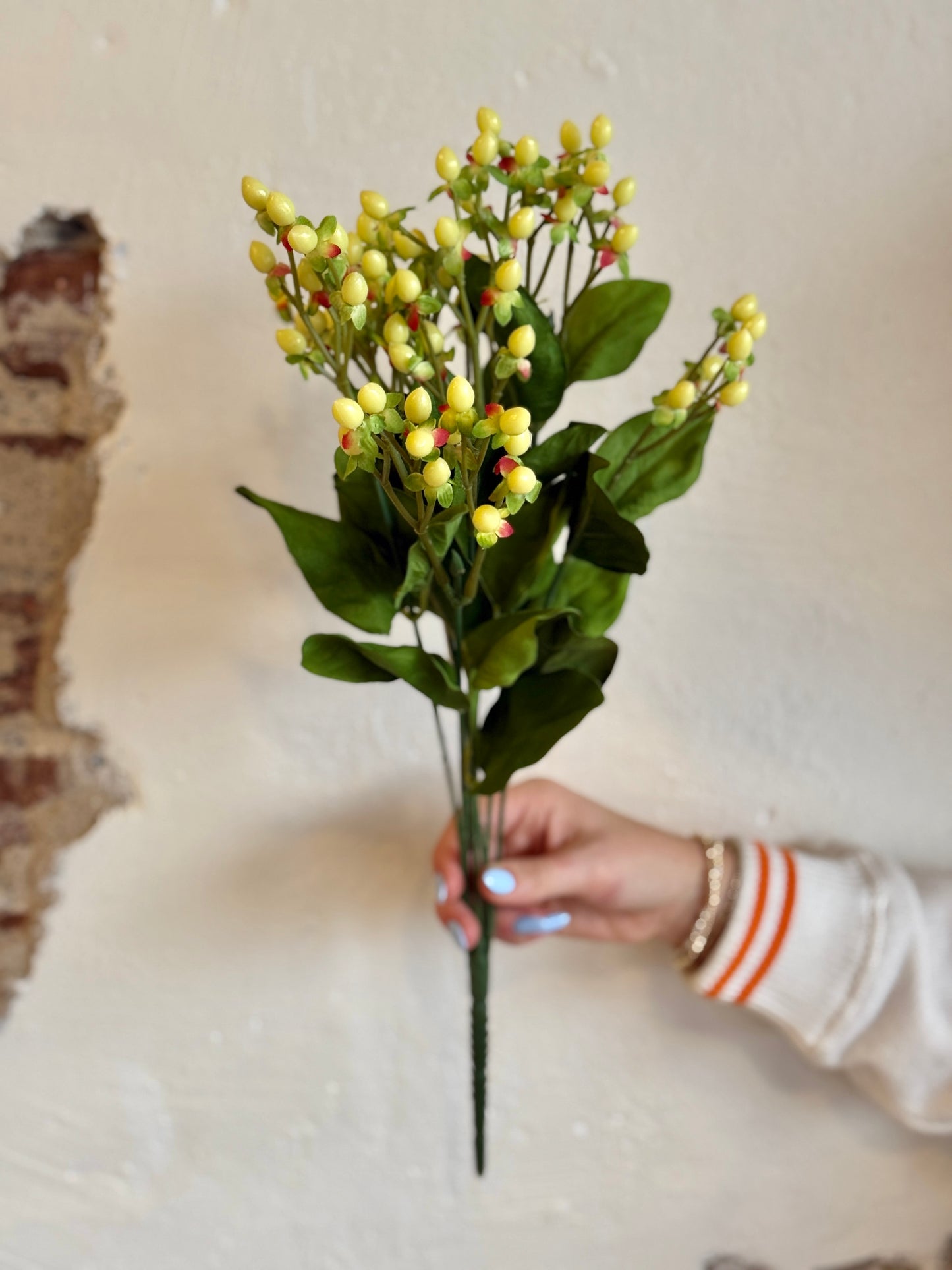 HYPERICUM BUSH, 19", CREAM