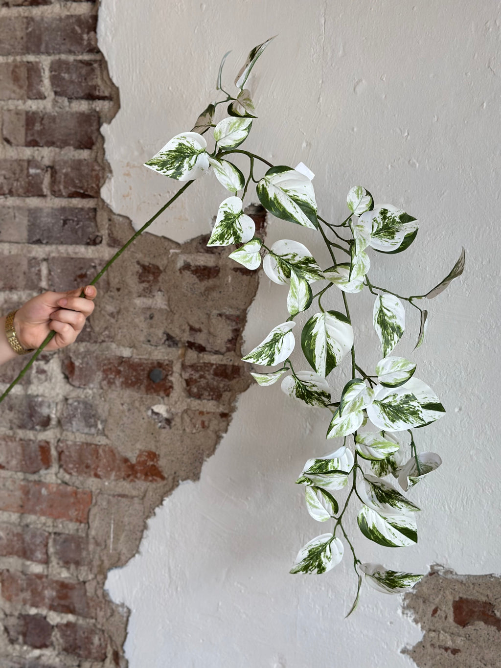 4' Variegated Snow Queen Pothos Vine