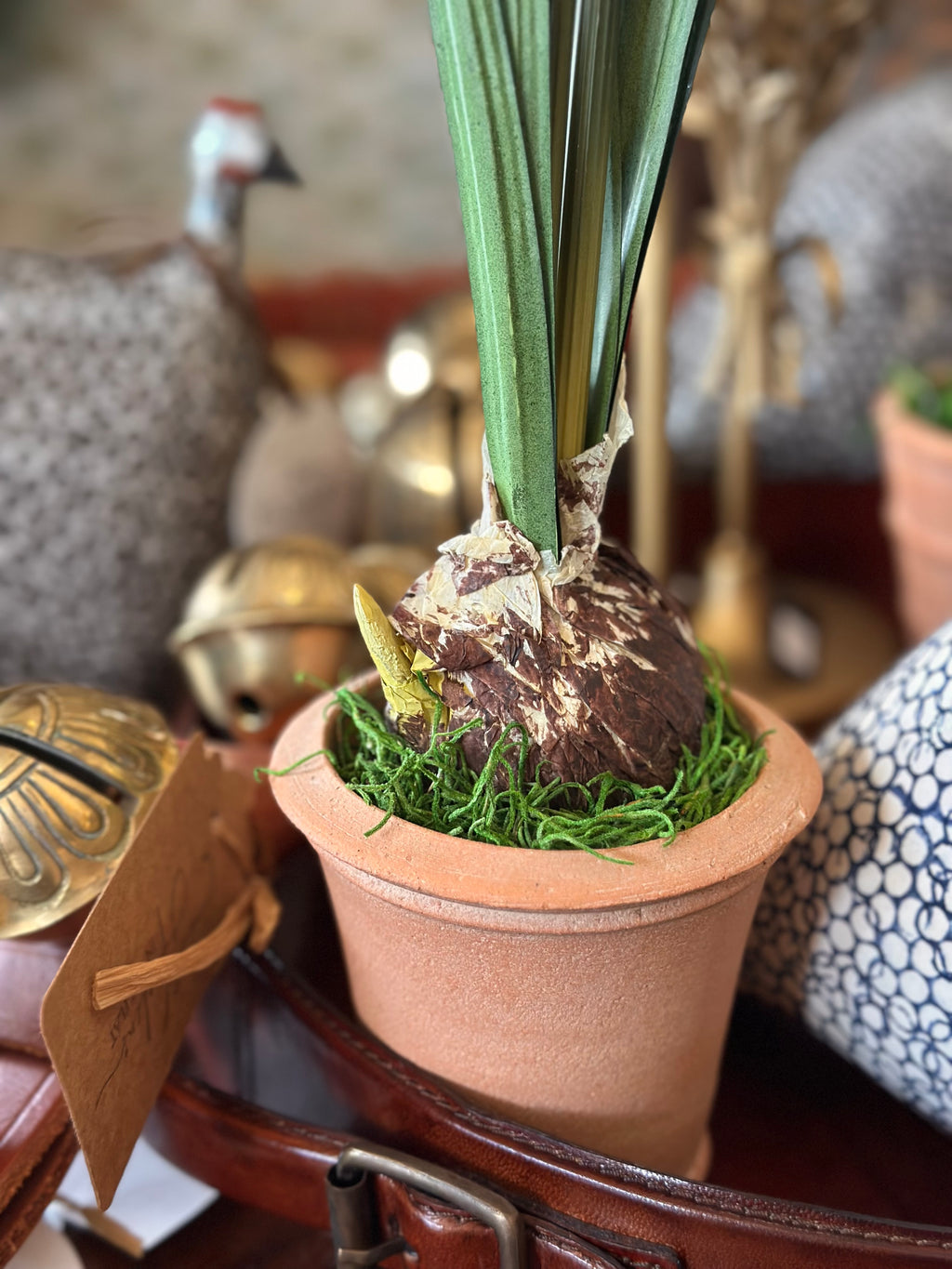 Paperwhite and Bulb Arrangement