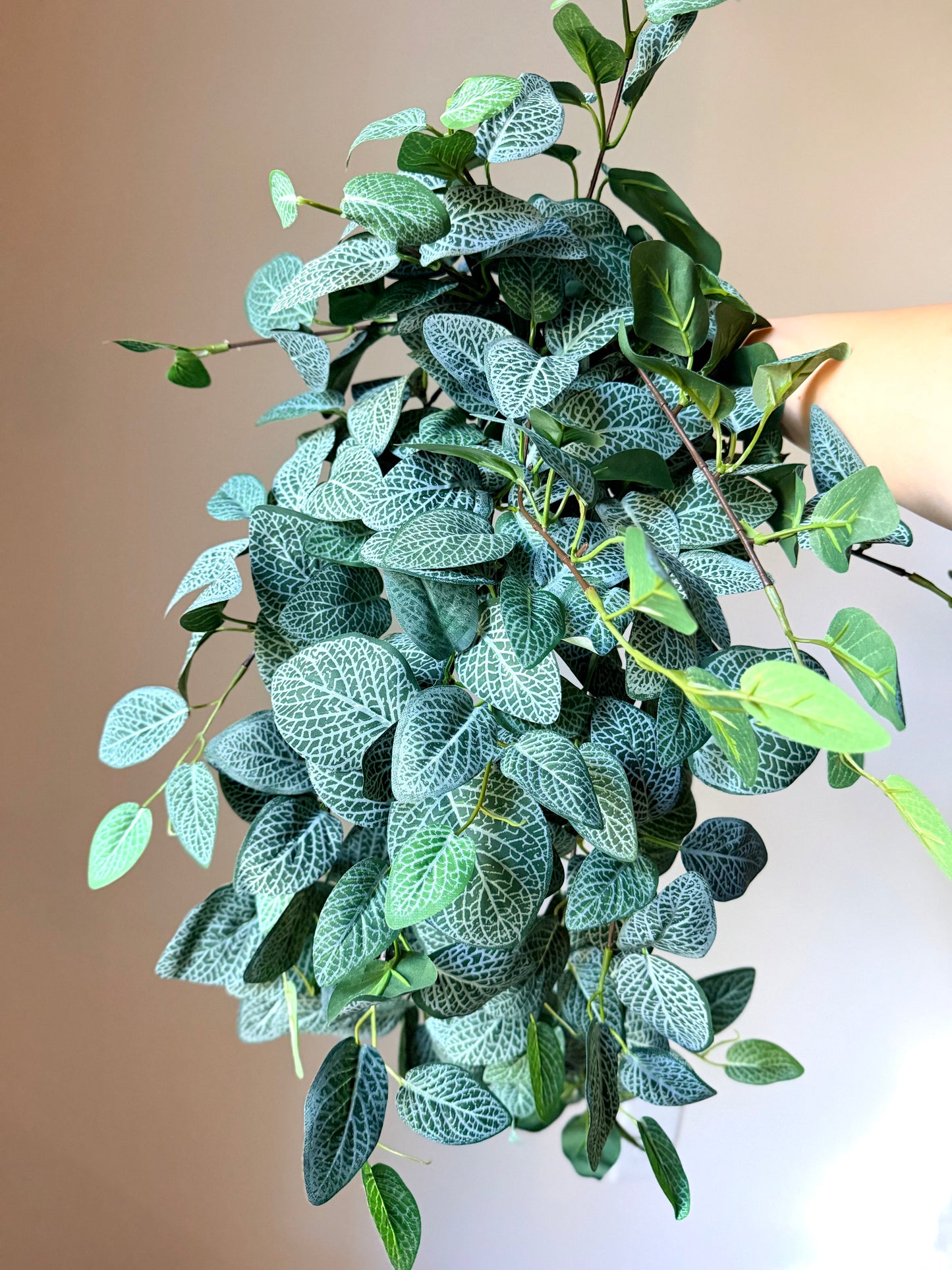 30" FITTONIA HANGER