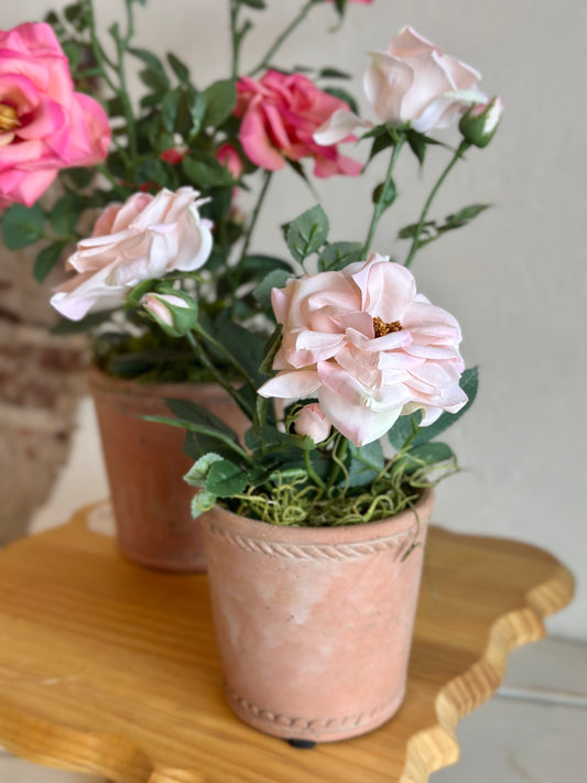 Blush Potted Roses