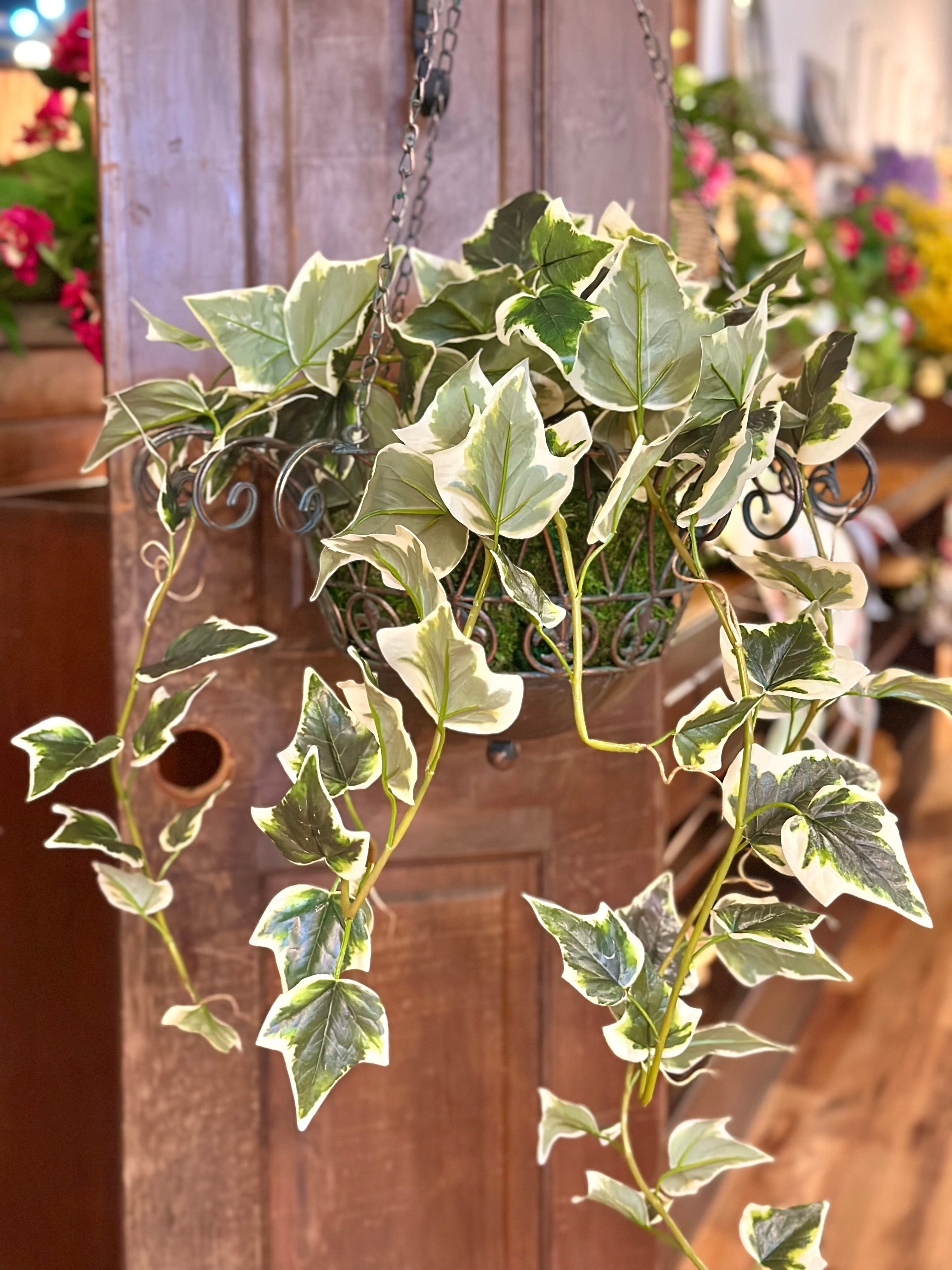 UV-Protected Ivy Hanging Basket