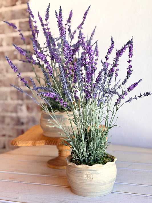 Potted Lavender