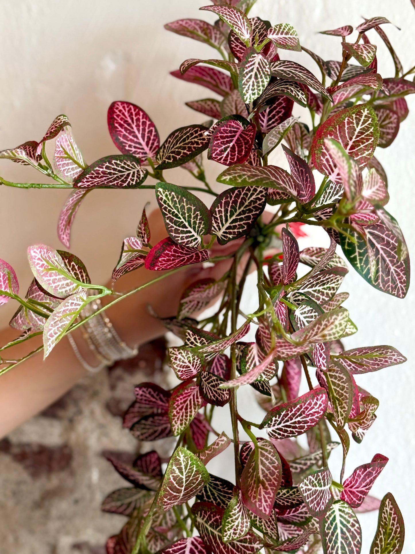 21" MINI FITTONIA BUSH VINE, RED/GREEN