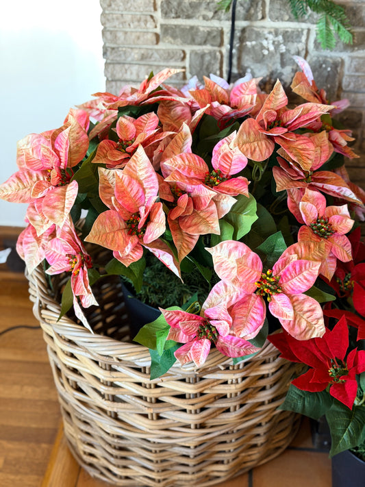 XL Potted Pink Poinsettia Bush