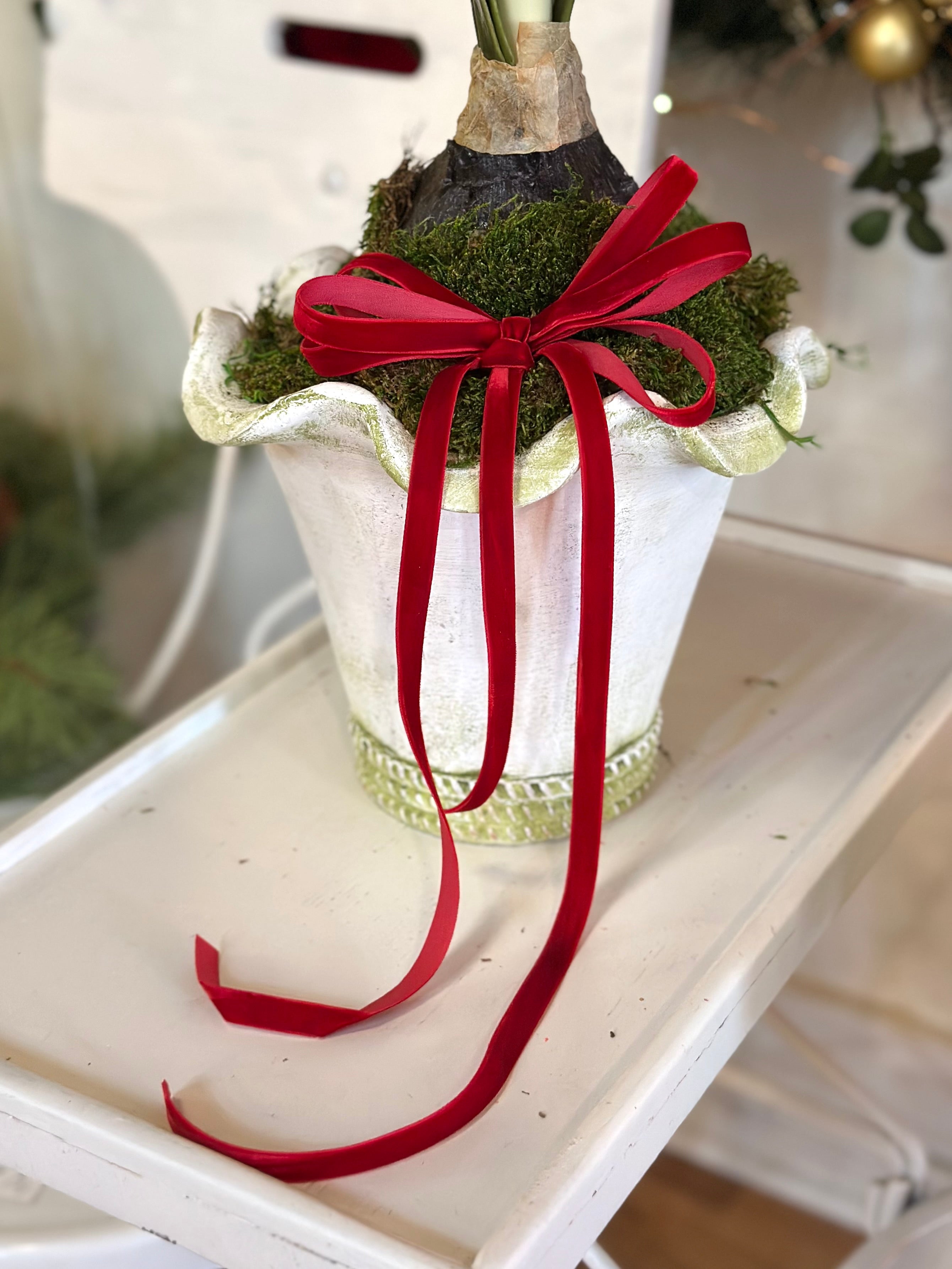 Potted Pink Amaryllis with Classic Red Velvet Bow
