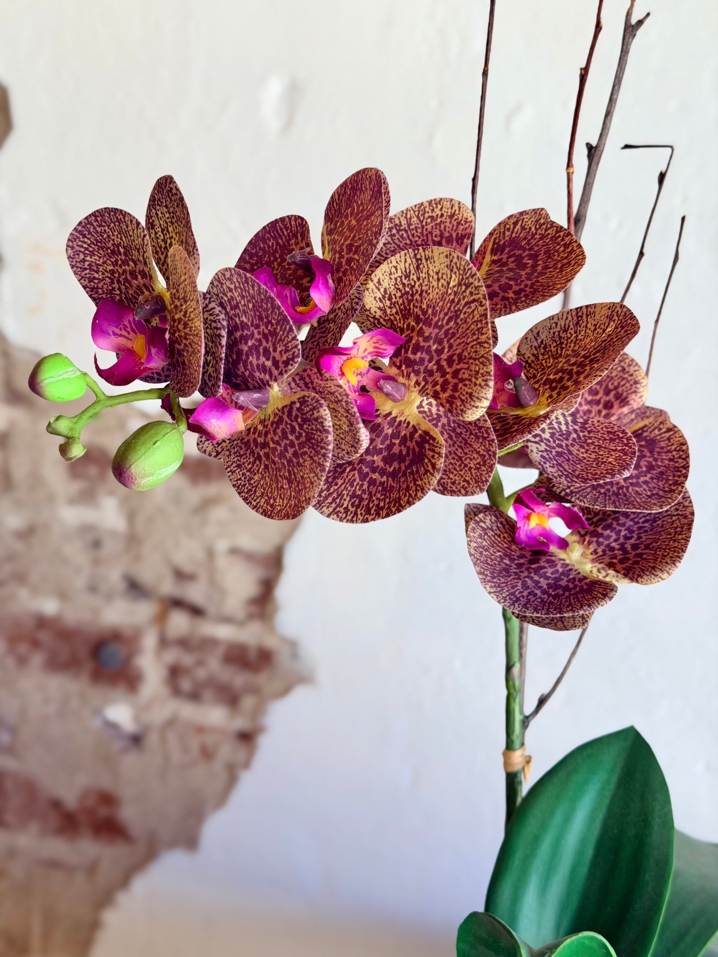 Russet Potted Orchid