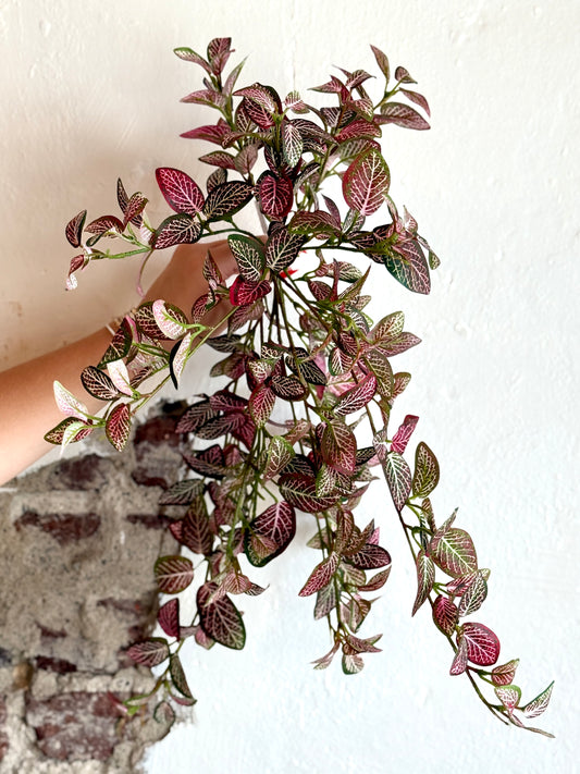 21" MINI FITTONIA BUSH VINE, RED/GREEN