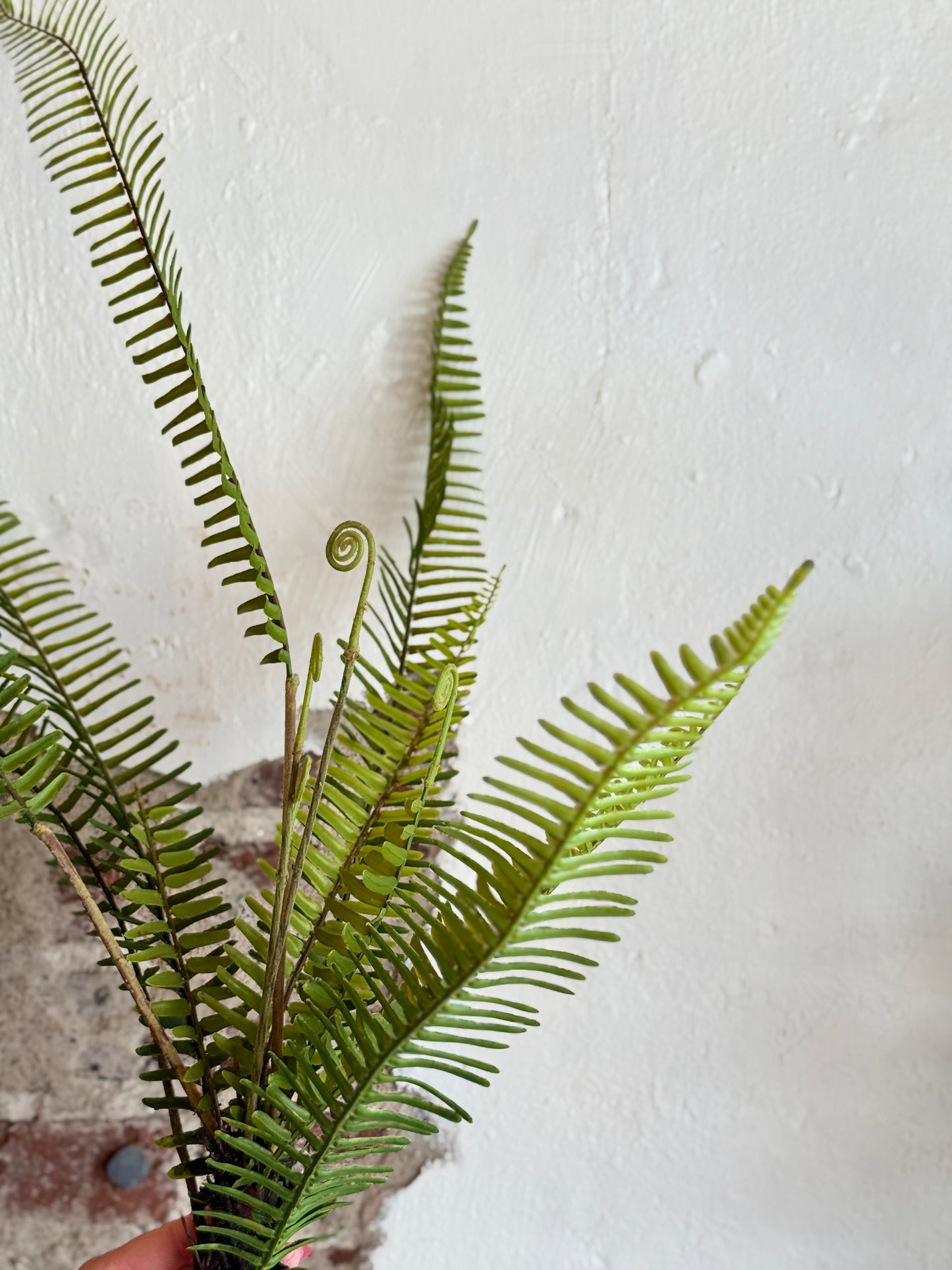 ROOTED FERN PLANT 31"