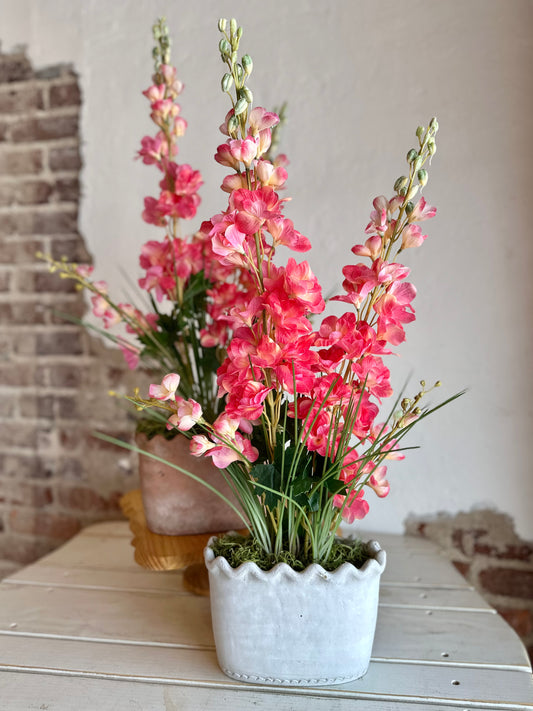 Pink Garden Delphinium in Clay Pot