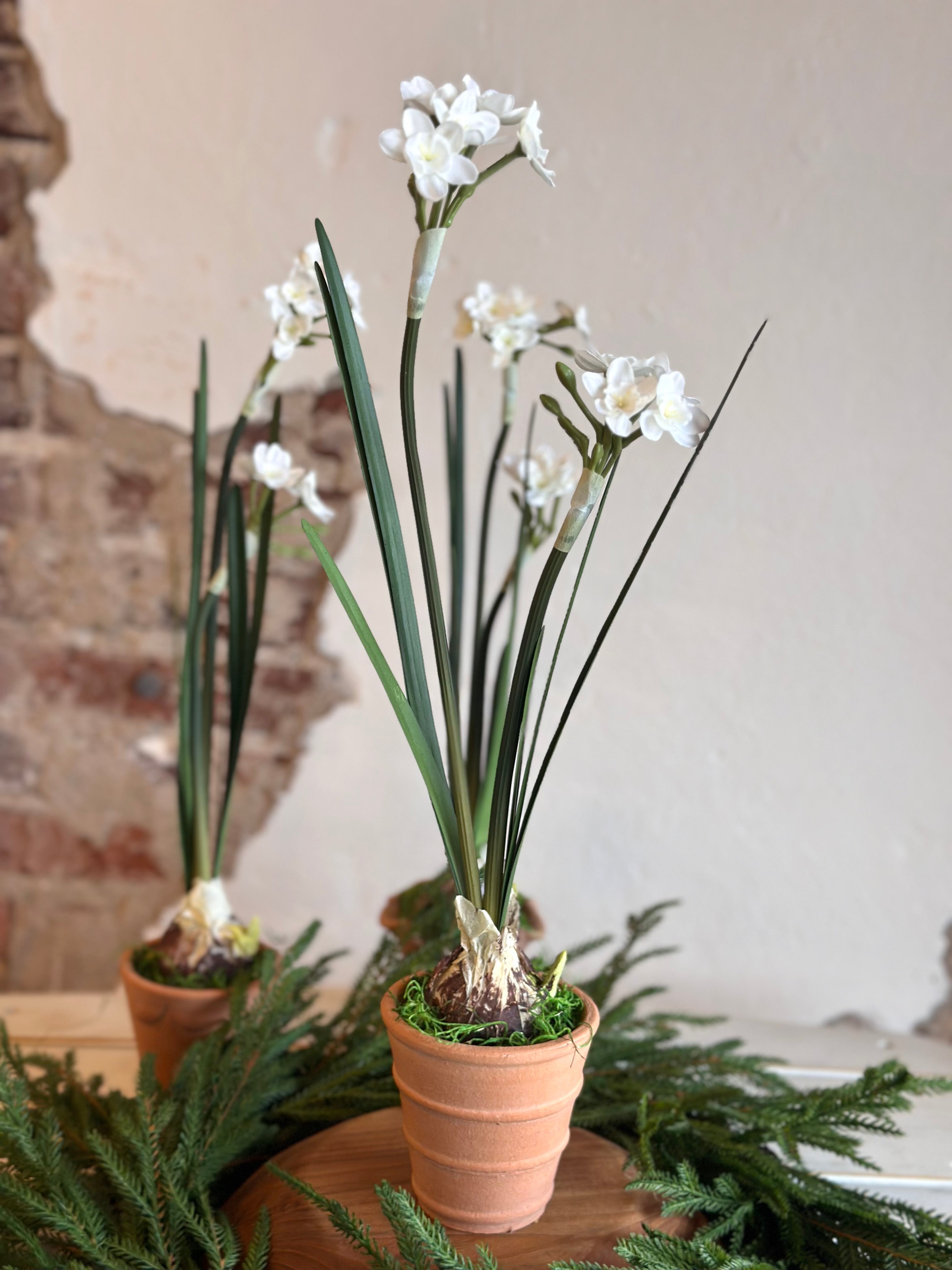 Paperwhite and Bulb Arrangement Terracotta Pot (POT OPTIONS)