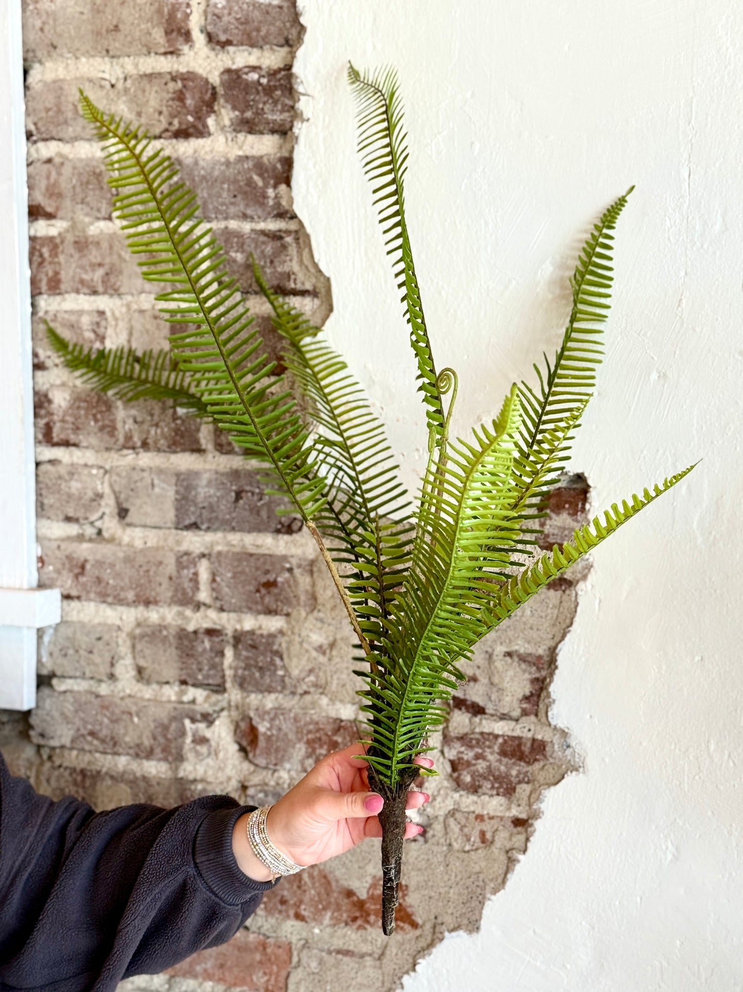 ROOTED FERN PLANT 31"