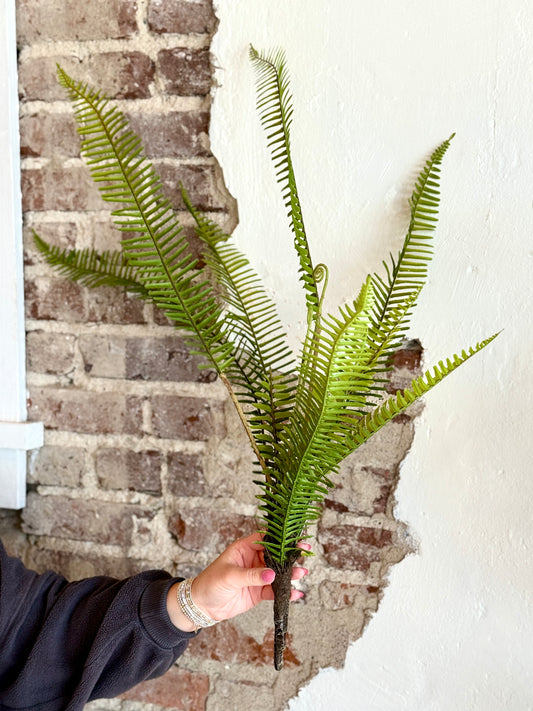 ROOTED FERN PLANT 31"