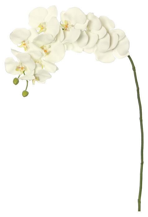 PHALAENOPSIS ORCHID X13 41"; 4" BLOOMS, CREAM