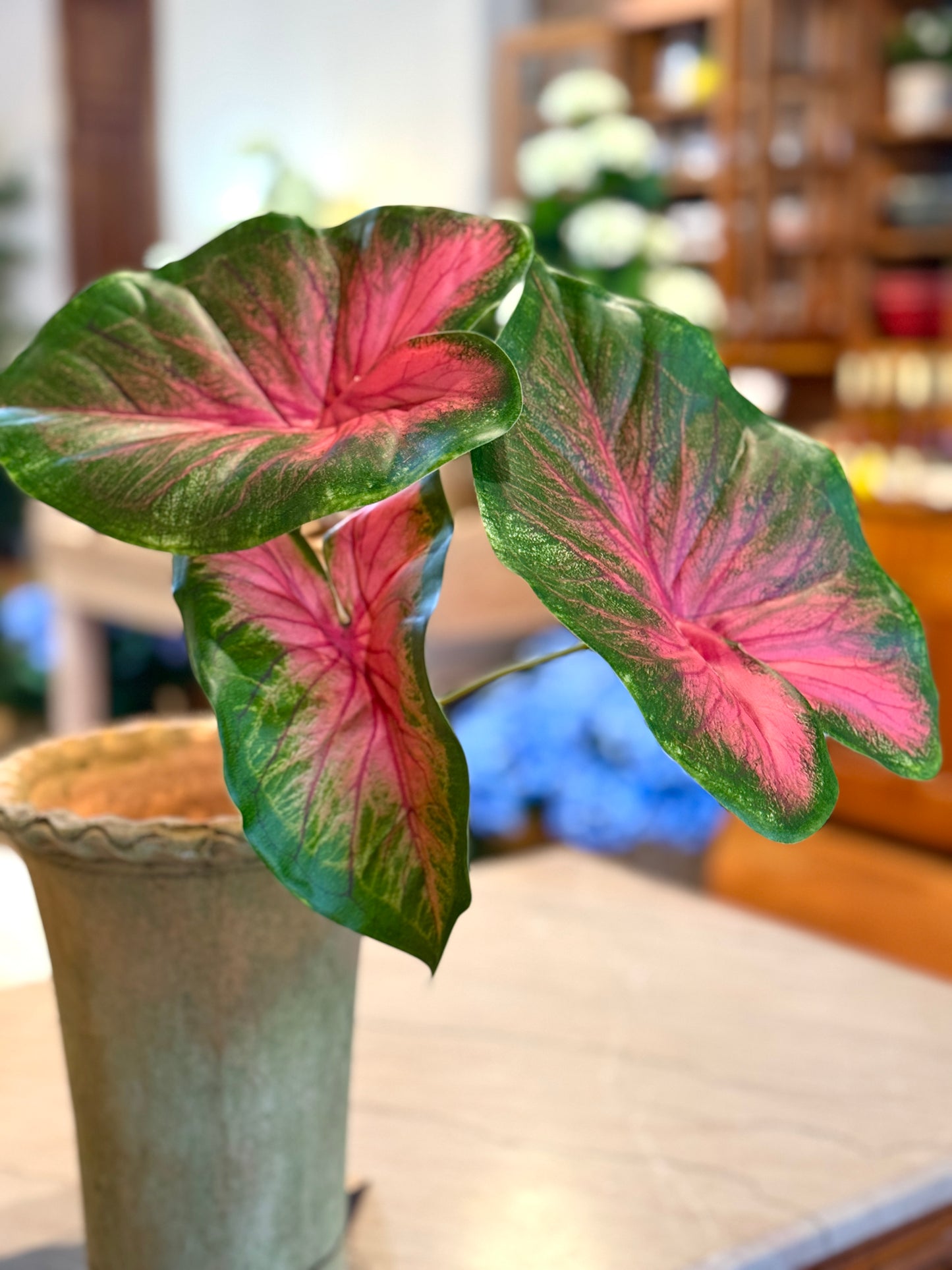 21" CALADIUM PLANT