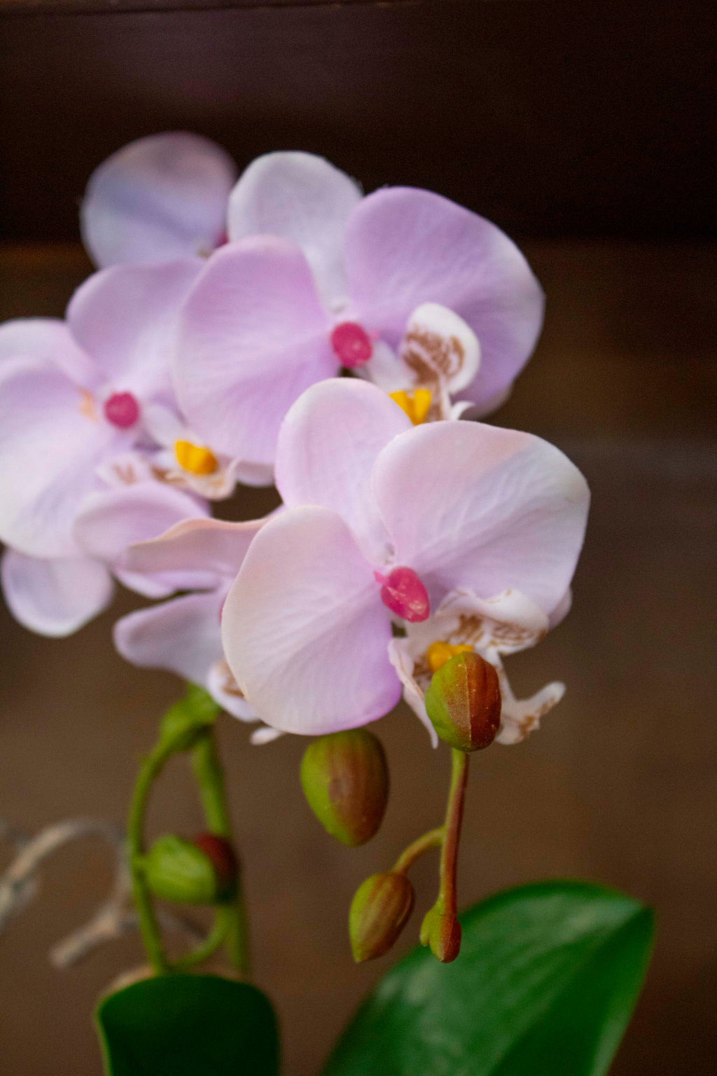 Mini Orchid in Ceramic Pot