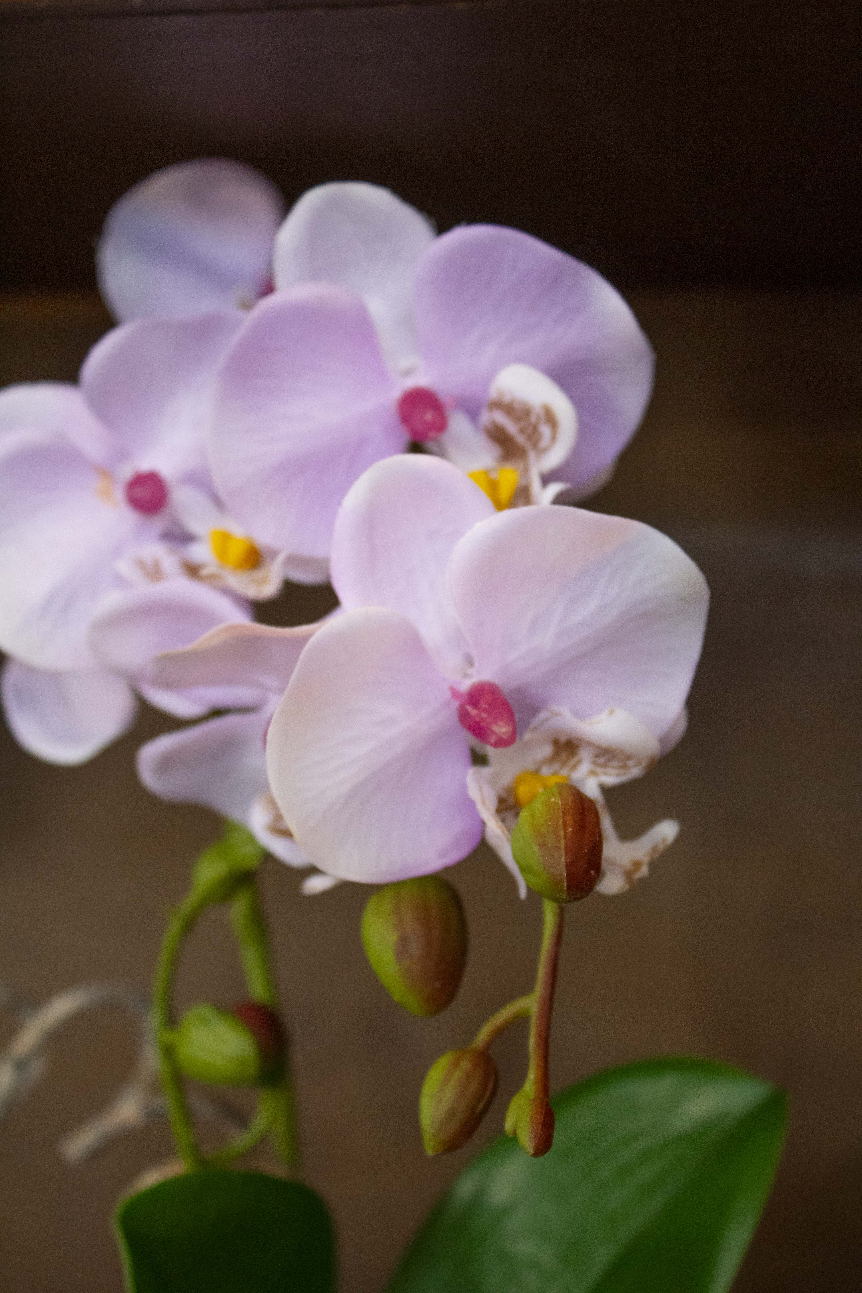 Mini Orchid in Ceramic Pot