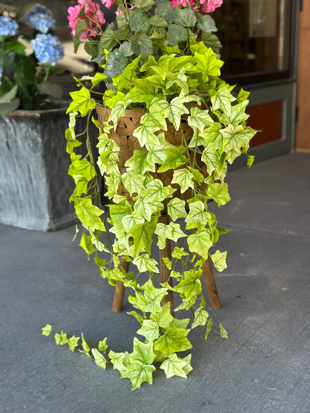 10" Pink Geranium & Holland Ivy Pot Filler