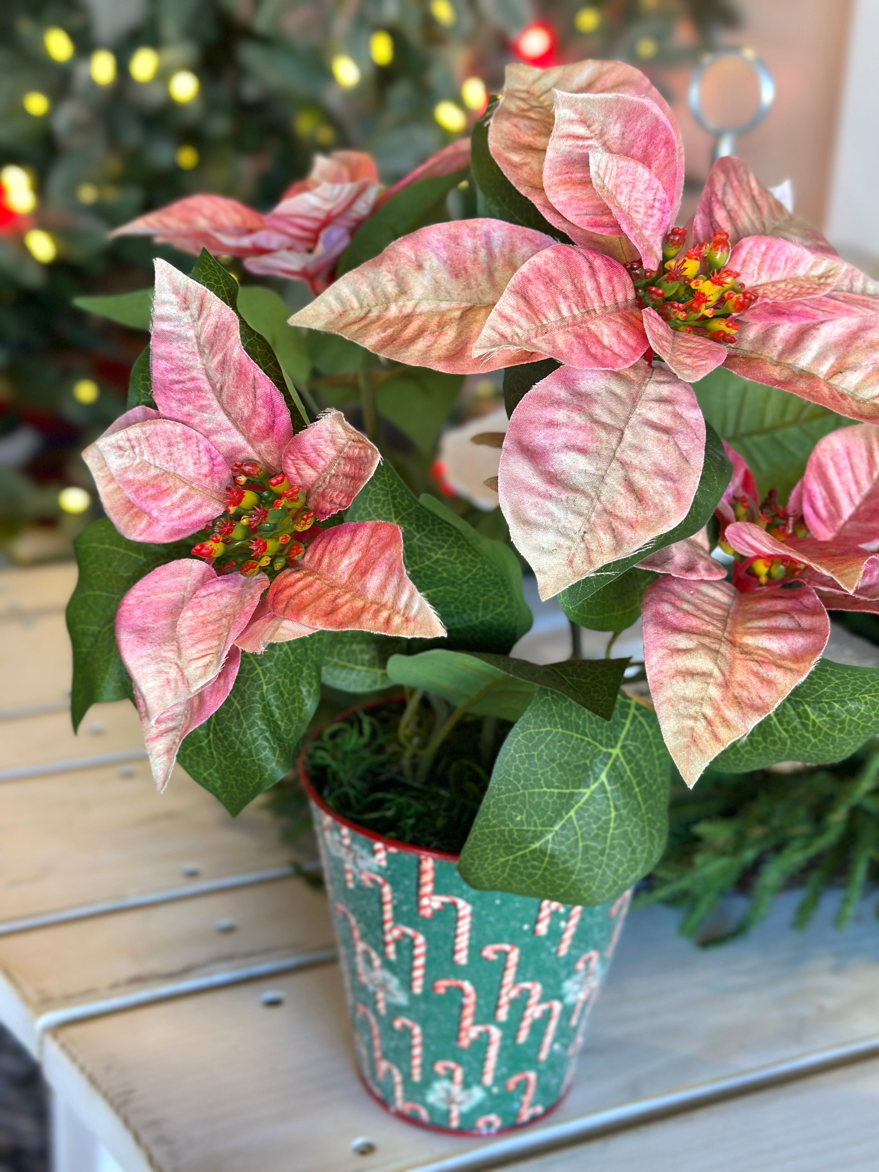 Candy Cane Poinsettia Potted Arrangement