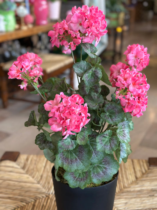 Pink Potted Mini Geraniums