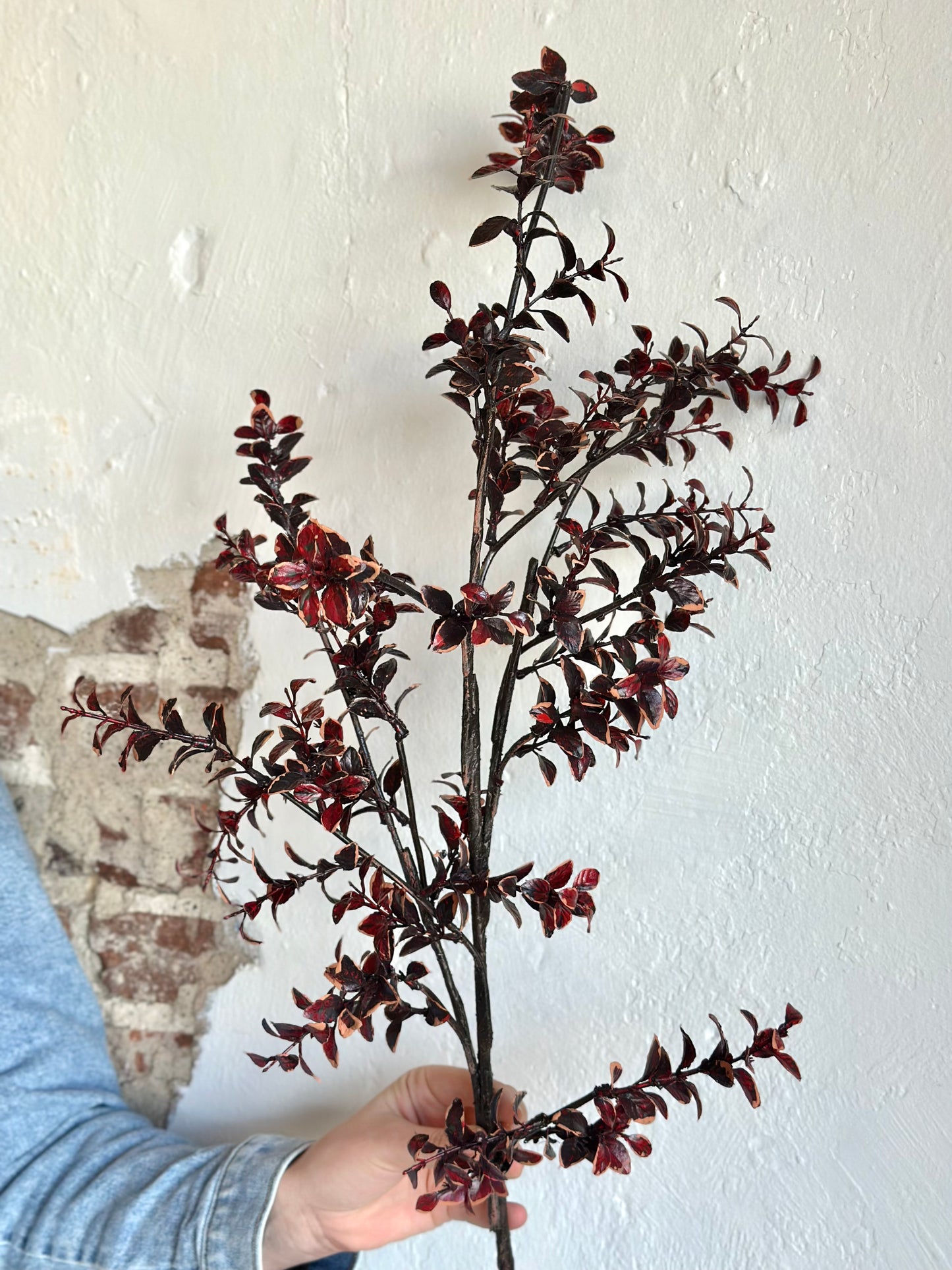 Burgundy Variegated Boxwood Stem